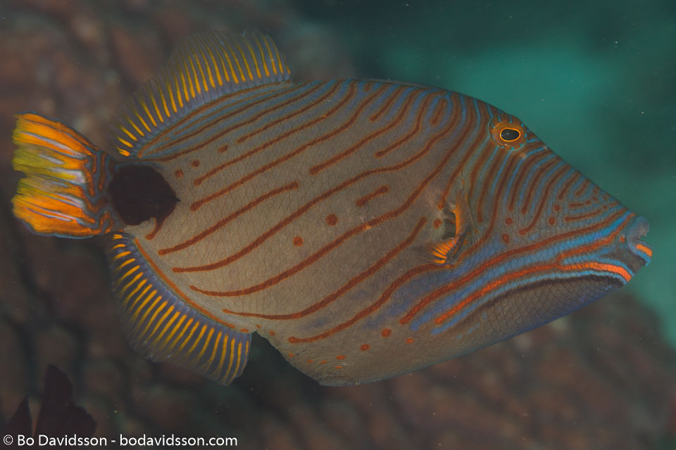 BD-110314-Puerto-Galera-3443-Balistapus-undulatus-(Park.-1797)-[Orange-lined-triggerfish.-Orangestrimmig-tryckarfisk].jpg